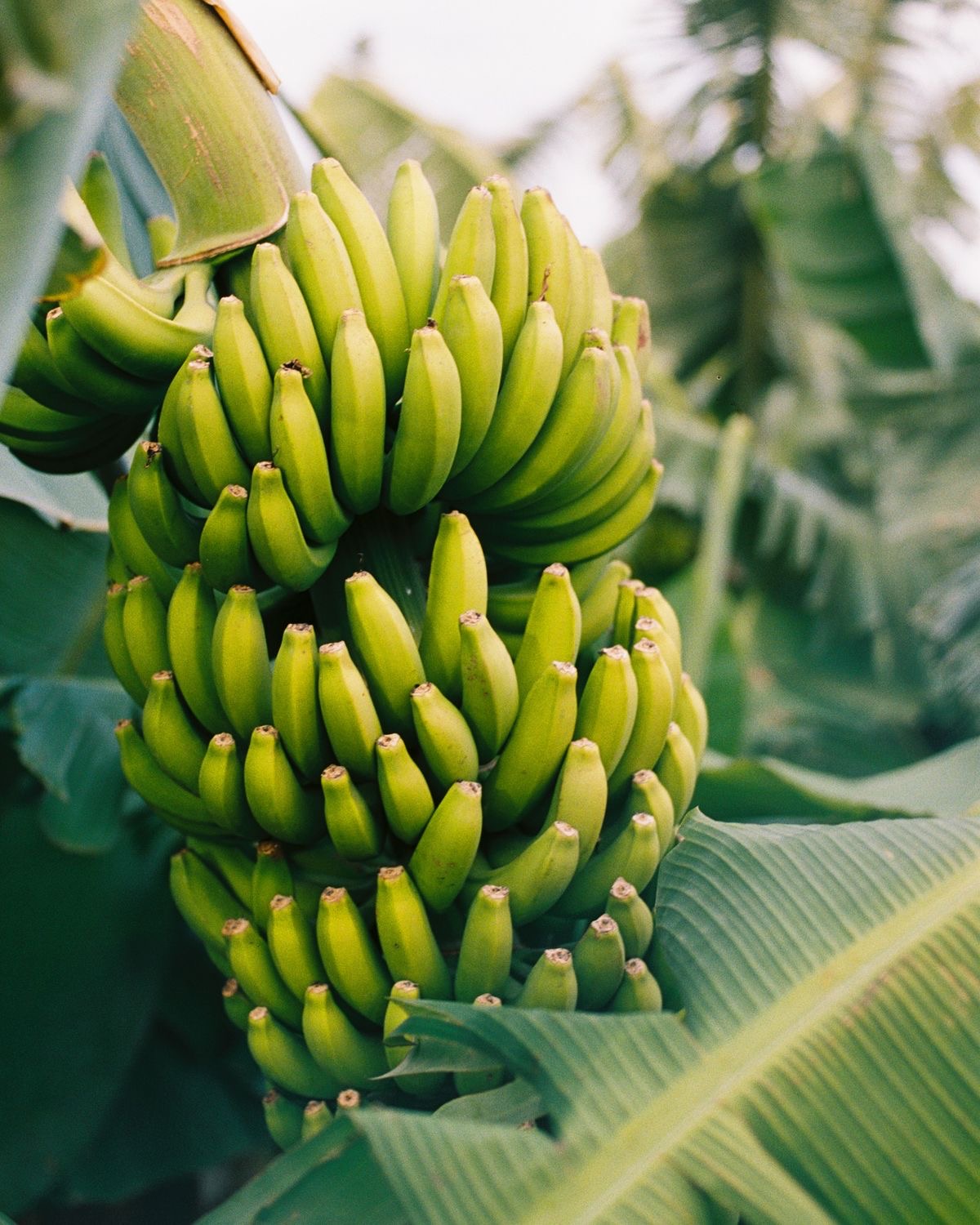 Green saba bananas growing in a banana grove